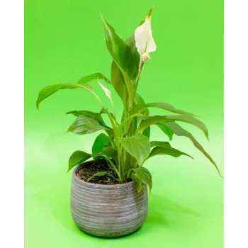 Natural Lilium Plant 